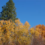 Our area enjoys the stunning contrast of evergreen and deciduous trees.